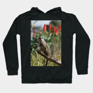 Meerkat Branch Office Hoodie